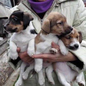jack russell