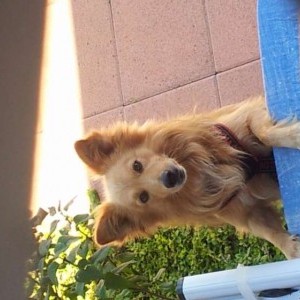 DOG SITTER