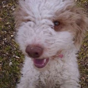Ricerca cane smarrito