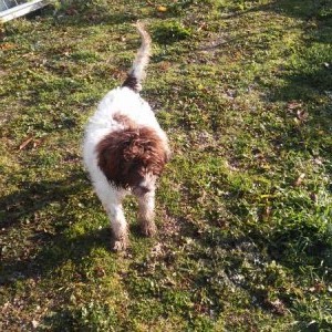 CANE DA TARTUFI