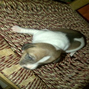 cuccioli di jack russel