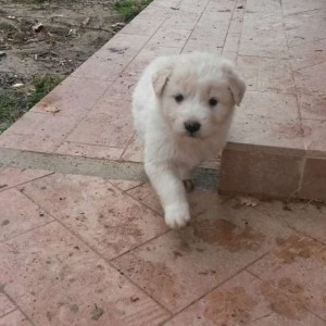 Regalo cuccioli