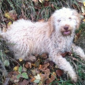 lagotto da tartufo