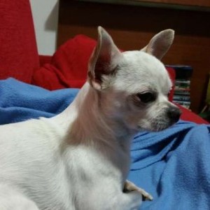 chihuahua maschio per monte