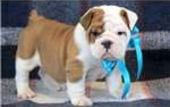 AKC registrato bulldog femmina per l'adozione
