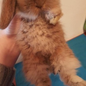 coniglietti american fuzzy lop puri