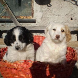 cani da tartufo