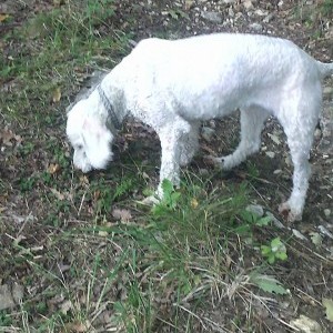 cane lagotto femmina da tartufi