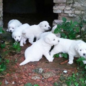 Prenotazione cuccioli pastore abruzzese