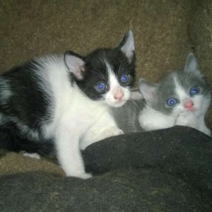 Regalasi due gattini 1 mese