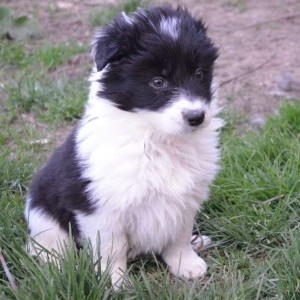 CUCCIOLI BORDER COLLIE CON PEDIGREE