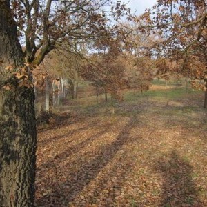 Terreno agricolo con piante tartufi