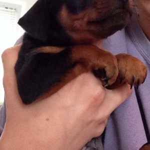 Cucciolo pincher