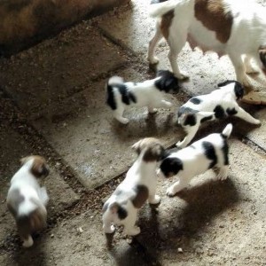 jack russel