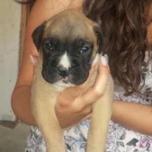 Cuccioli di Boxer