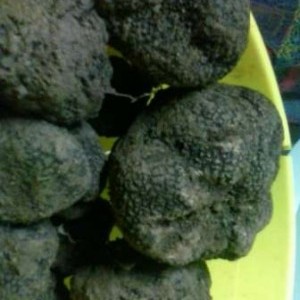 tartufi