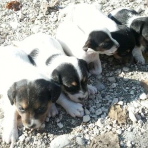 Cuccioli di Jack Russell Terrier