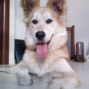 cucciola meticcio akita lupetto