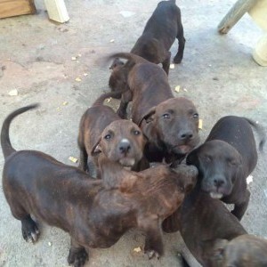 cuccioli di pittbull