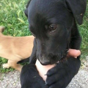 CUCCIOLI DI DUE MESI