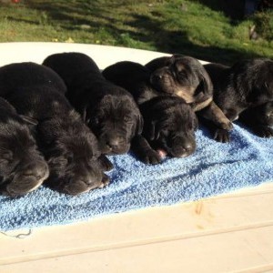 cuccioli madre labrador regalo