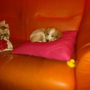 Regalo cucciolo