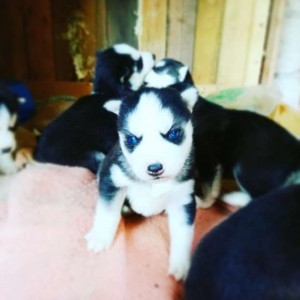 Cuccioli di Siberian Husky - Prezzo trattabile