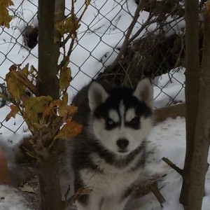 Siberian husky con pedigree