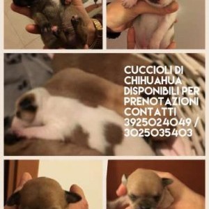 Vendo cuccioli di chihuahua