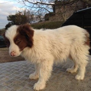 cucciola cane border collie