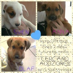 REGALASI SPLENDIDI CUCCIOLI!