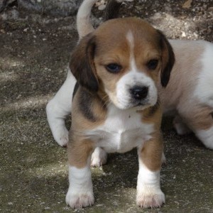 Beagle cuccioli bellissimi
