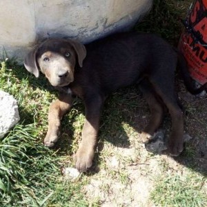 Cuccioli in cerca di famiglia