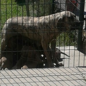 Cuccioli Fila brasilero