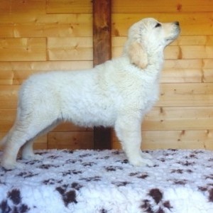 golden retriever cuccioli pedigree enci