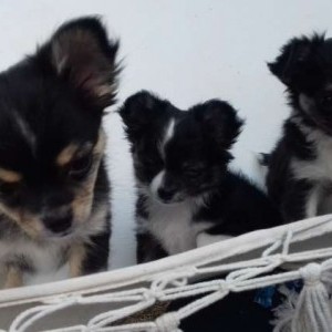 cuccioli chihuahua