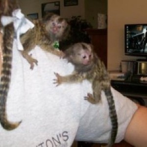 belle e intelligente maschi e femminile scimmie Marmoset per adozione per Natale