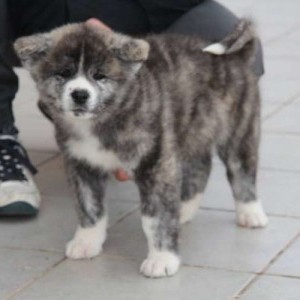 Cuccioli Akita tigrato