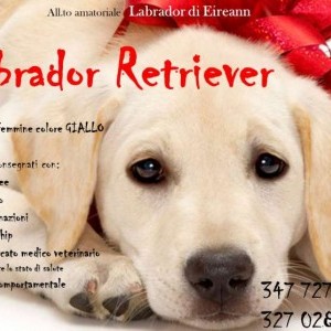 Labrador retriever