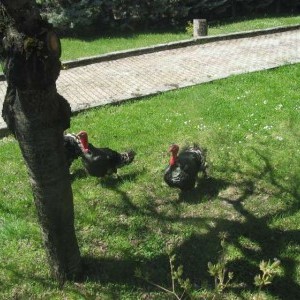 Tacchino nostrano