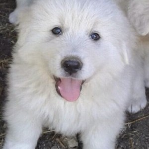cuccioli di pastore abruzzese maremmano