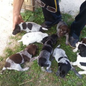 cuccioli di bracco