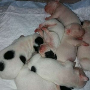 Bulldog francesi