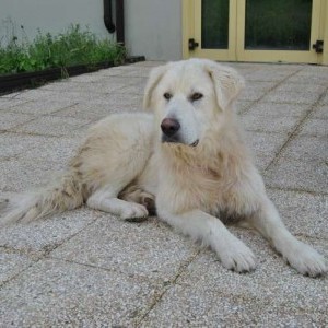 cucciolone cera casa