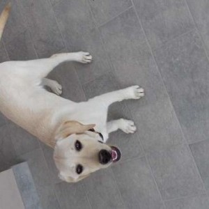 vendo labrador