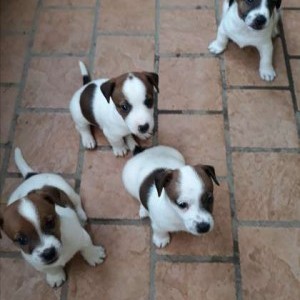 Cuccioli in vendita