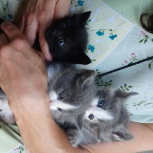 Gattini in regalo