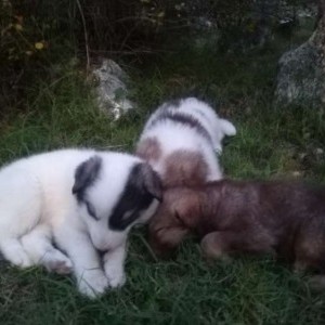 Disponibili cuccioli lupacchiotti