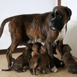 boxer