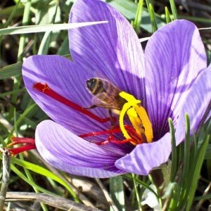 Zafferano d.o.p. l'aquila